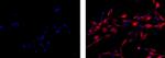 Vimentin Antibody in Immunocytochemistry (ICC/IF)