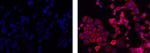 Cytokeratin 19 Antibody in Immunocytochemistry (ICC/IF)