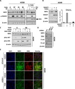 SMAD7 Antibody in Western Blot (WB)