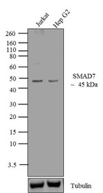 SMAD7 Antibody in Western Blot (WB)