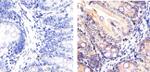 SMAD7 Antibody in Immunohistochemistry (Paraffin) (IHC (P))