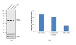 SMAD7 Antibody