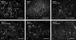 MUPP1 Antibody in Immunocytochemistry (ICC/IF)