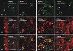 MUPP1 Antibody in Immunocytochemistry (ICC/IF)