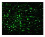 MUPP1 Antibody in Immunohistochemistry (IHC)