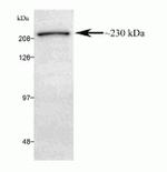 MUPP1 Antibody in Western Blot (WB)