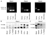 Pannexin 3 Antibody in Western Blot (WB)