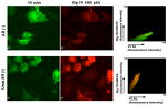 Sigma-1 Receptor Antibody in Immunocytochemistry (ICC/IF)