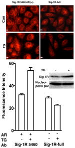 Sigma-1 Receptor Antibody in Western Blot, Immunocytochemistry (WB, ICC/IF)