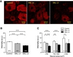 Sigma-1 Receptor Antibody in Immunohistochemistry (IHC)