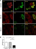 Sigma-1 Receptor Antibody in Immunohistochemistry (IHC)