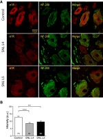 Sigma-1 Receptor Antibody in Immunohistochemistry (IHC)