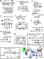 Sigma-1 Receptor Antibody in Western Blot (WB)