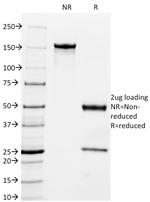 Milk Fat Globule (Breast Epithelial Marker) Antibody in SDS-PAGE (SDS-PAGE)