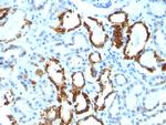 Milk Fat Globule (Breast Epithelial Marker) Antibody in Immunohistochemistry (Paraffin) (IHC (P))