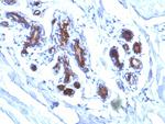 Milk Fat Globule (Breast Epithelial Marker) Antibody in Immunohistochemistry (Paraffin) (IHC (P))