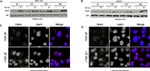 TBX3 Antibody in Western Blot, Immunocytochemistry (WB, ICC/IF)