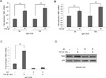 TBX3 Antibody in Western Blot (WB)