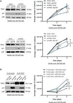 TBX3 Antibody in Western Blot (WB)