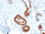 Mammaglobin (SCGB2A2) (Breast Cancer Marker) Antibody in Immunohistochemistry (Paraffin) (IHC (P))