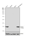 Galectin 1 Antibody