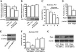 PAX6 Antibody in Western Blot (WB)