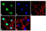 PAX6 Antibody in Immunocytochemistry (ICC/IF)