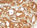 MIF (Macrophage Migration Inhibitory Factor) Antibody in Immunohistochemistry (Paraffin) (IHC (P))