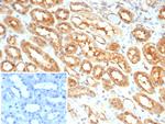 MIF (Macrophage Migration Inhibitory Factor) Antibody in Immunohistochemistry (Paraffin) (IHC (P))