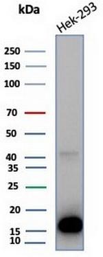 MIF (Macrophage Migration Inhibitory Factor) Antibody in Western Blot (WB)