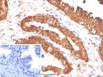 MIF (Macrophage Migration Inhibitory Factor) Antibody in Immunohistochemistry (Paraffin) (IHC (P))