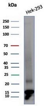 MIF (Macrophage Migration Inhibitory Factor) Antibody in Western Blot (WB)