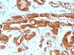 MIF (Macrophage Migration Inhibitory Factor) Antibody in Immunohistochemistry (Paraffin) (IHC (P))