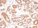 MIF (Macrophage Migration Inhibitory Factor) Antibody in Immunohistochemistry (Paraffin) (IHC (P))