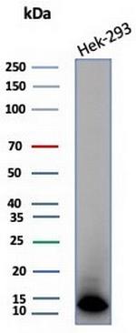 MIF (Macrophage Migration Inhibitory Factor) Antibody in Western Blot (WB)