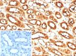 MIF (Macrophage Migration Inhibitory Factor) Antibody in Immunohistochemistry (Paraffin) (IHC (P))