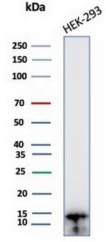 MIF (Macrophage Migration Inhibitory Factor) Antibody in Western Blot (WB)