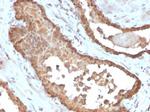 MIF (Macrophage Migration Inhibitory Factor) Antibody in Immunohistochemistry (Paraffin) (IHC (P))