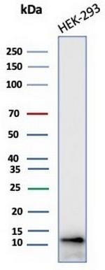 MIF (Macrophage Migration Inhibitory Factor) Antibody in Western Blot (WB)