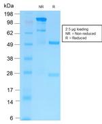 MMP9 (Matrix Metalloproteinase 9) Antibody in SDS-PAGE (SDS-PAGE)