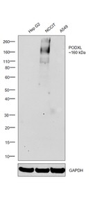 PODXL Antibody in Western Blot (WB)