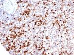 Myeloperoxidase/MPO Antibody in Immunohistochemistry (Paraffin) (IHC (P))