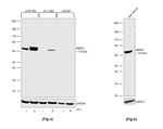 MMP2 Antibody in Western Blot (WB)