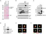 PARP1 Antibody in Western Blot (WB)