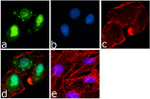 PARP1 Antibody in Immunocytochemistry (ICC/IF)