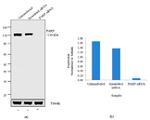 PARP1 Antibody