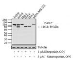 PARP1 Antibody in Western Blot (WB)