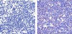 PARP1 Antibody in Immunohistochemistry (Paraffin) (IHC (P))