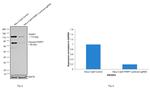 PARP1 Antibody in Western Blot (WB)