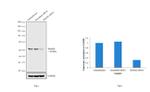 SMAD2 Antibody in Western Blot (WB)